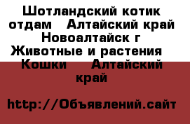 Шотландский котик отдам - Алтайский край, Новоалтайск г. Животные и растения » Кошки   . Алтайский край